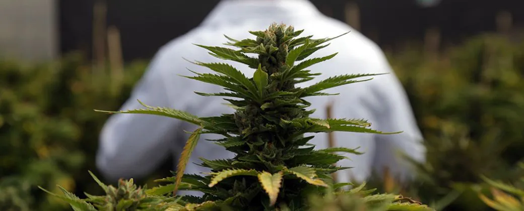 cannabisMedicinal-1
